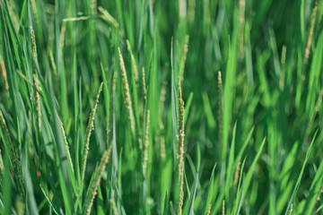 Fototapeta na wymiar Green rice fields in rural rice fields of Thailand.