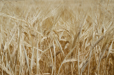 yellow sprouts rye in the field