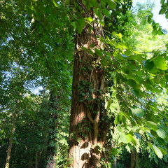 Kittendorf Park Morning 005