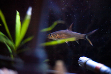 Fish in the aquarium. Aquarium in a pet store. Care for homemade fish. Choosing a calm pet