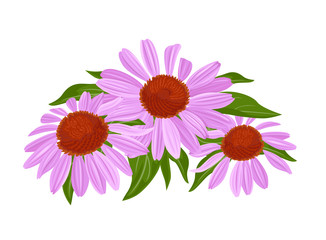 Purple flowers and green leaves. Echinacea blooming bouquet isolated on white background. Vector illustration in cartoon flat style.