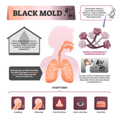 Black mold vector illustration. Labeled symptom and description infographic - obrazy, fototapety, plakaty