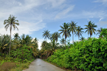 Fototapeta na wymiar Palm forest around a rural road in Caramoan, Philippines. Palm forest around a rural road in Caramoan.