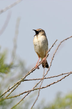 singender Zistens&auml;nger / Cistens&auml;nger (Cisticola juncidis) - zitting cisticola / streaked fantail warbler