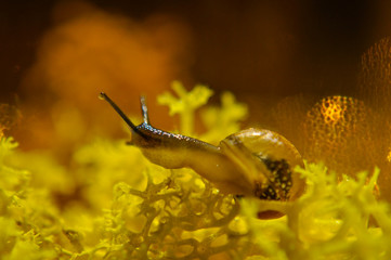 Small snail on dark and yellow bokeh background. Close up. An artistic picture of snail.