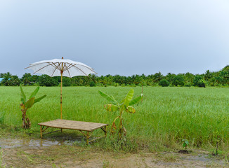 Bamboo litter with white umbrella and banana trees at the edge of organic green rice field after...