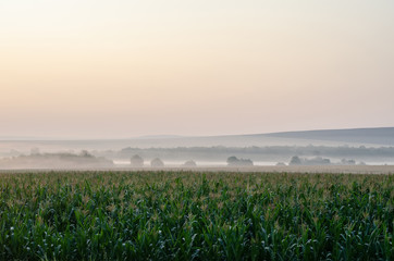 green corn field at sunrise in the fog