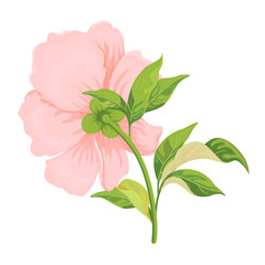 Pink peony: Bud leaves isolated on white. Hand drawn vector illustration for flower design wedding decoration banners posters greeting cards