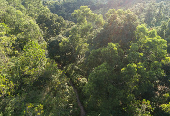 Aerial view of trail in mountains with green dense tropical rainforests in the sunrise
