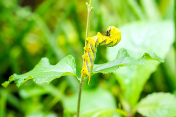Closeup yellow caterpillars on the branches standing terrorize the enemy approach with blurry green leaf background.