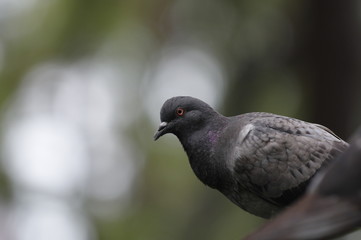 鳩ぽっぽ