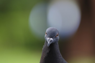 鳩ぽっぽ