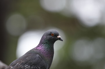 鳩ぽっぽ