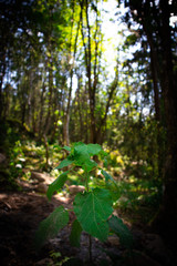 Beautifull single plant