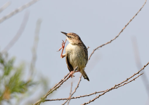 Zistens&auml;nger / Cistens&auml;nger (Cisticola juncidis) - zitting cisticola / streaked fantail warbler