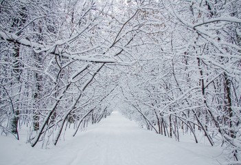 Crystal-white snow covered the Moscow Pokrovskoe-Streshnevo Natural Park in winter