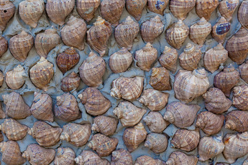 Seashells texture closeup.