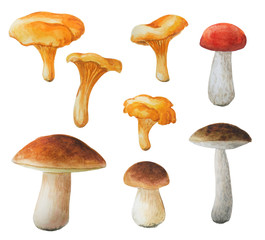 Watercolor edible mushrooms. Bright hand-drawn boletuses and  chanterelles. Autumn collection. 