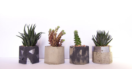 collection of multicolored succulents in concrete pots. Echeveria different species.. isolated succulent flower in white background. cement original pot with house plant.