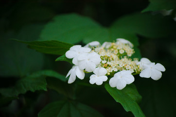 Branch with white flowers