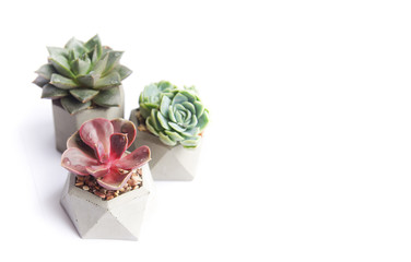 collection of multicolored succulents in concrete pots. Echeveria different flowers. isolated...
