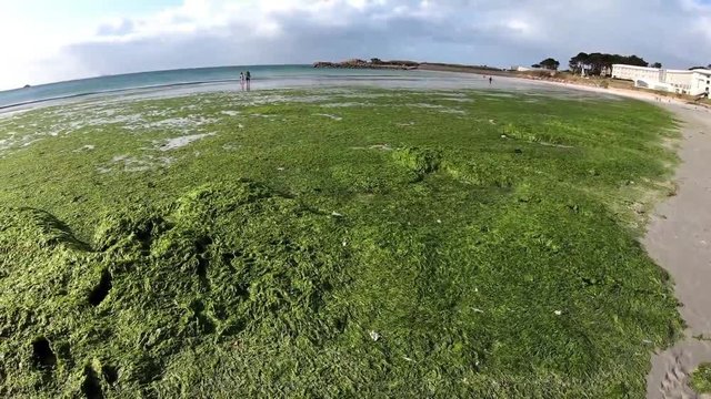 Les algues vertes qui envahissent les plage bretonne en France