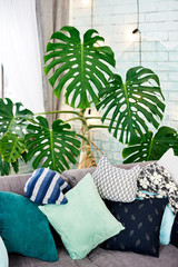 Stylish interior design with gray sofa, cushions and tropical Monstera palm leaves. Couch decorated with pillows and tropical Philodendron houseplant at home © mirage_studio
