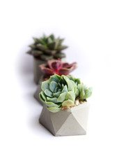 collection of multicolored succulents in concrete pots. Echeveria different flowers. solated...
