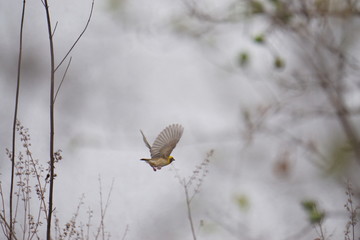 baya weaver