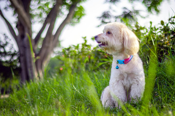 Looking up brown cute poodle puppy sitting on ground, Cute white poodle dog on green park background, background nature, green, animal, relax pet, puppy poodle dog sit down looking