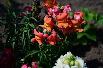 Obraz na płótnie Canvas Colorful Snapdragons in the garden close up