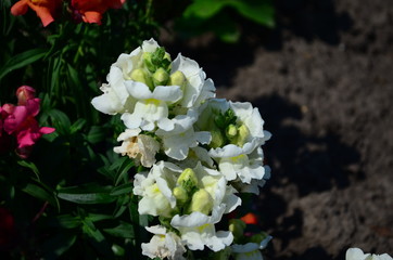 Colorful Snapdragons in the garden close up