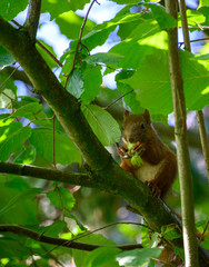 Eichhörnchen