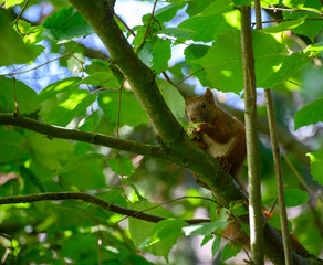 Eichhörnchen auf Haselnußstrauch