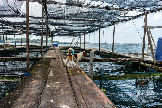 Dog watching over a fish farm