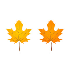 Naklejka na ściany i meble Yellow orange autumn maple leaves. Isolated vector illustration.