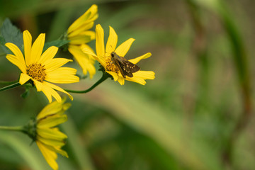 花と蝶／左にキクイモモドキのグループとイチモンジセセリ