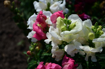 Colorful Snapdragons in the garden close up