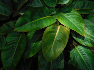 Green leaves that were taken to make a background