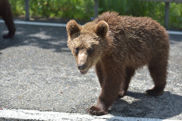 Fototapeta na wymiar Wild brown bear crossing the street in search for food