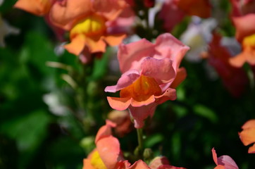 Colorful Snapdragons in the garden close up