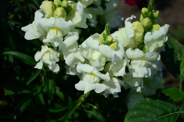 Colorful Snapdragons in the garden close up