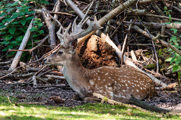 The fallow deer, Dama mesopotamica is a ruminant mammal