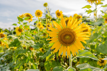blooming sunflowers on a background blue sky. Sunflowers Field