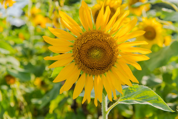 blooming sunflowers on a background blue sky. Sunflowers Field