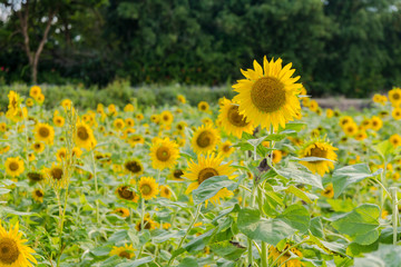 Obraz premium blooming sunflowers on a background blue sky. Sunflowers Field