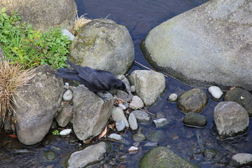 水辺のカラス(神奈川県)