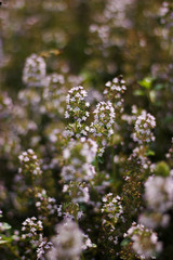 Thyme flowers in the forest. Summer meadow. Romantic dark violet floral background. Medicinal...