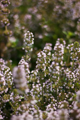Thyme flowers in the forest. Summer meadow. Romantic dark violet floral background. Medicinal...