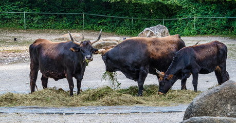 Heck cattle, Bos primigenius taurus or aurochs in the zoo